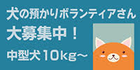 犬の一時預りさん大募集中!