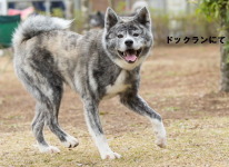 ginga0011