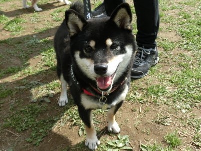 event-160321-adachi_卒業犬1
