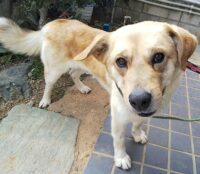 ちばわんホームページ