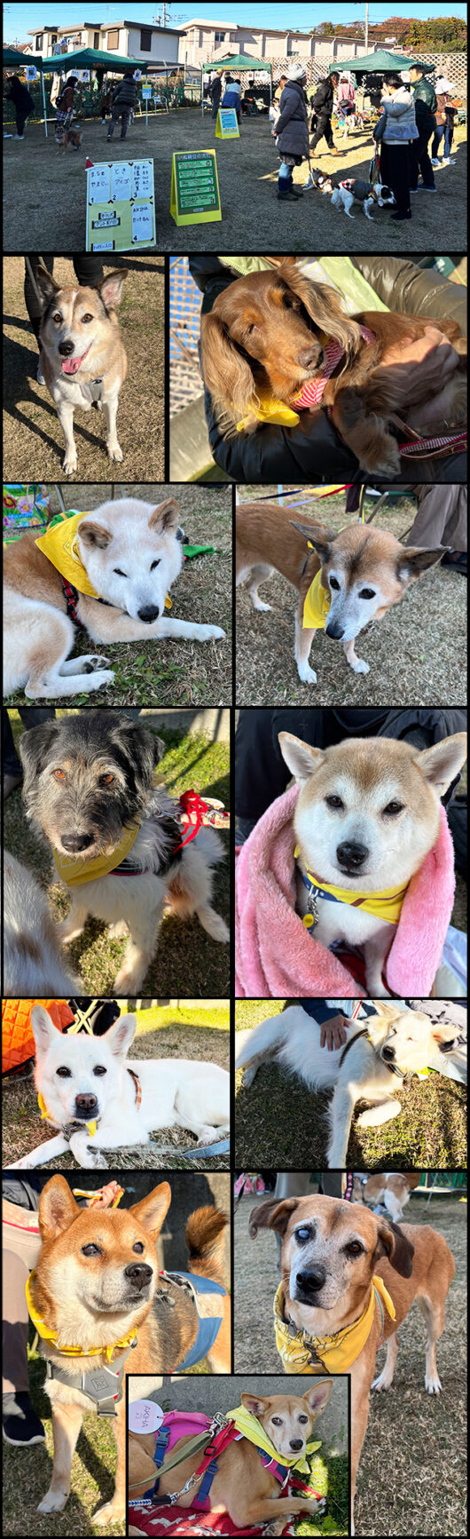 20251207八王子プチいぬ親会